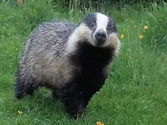 Badger1