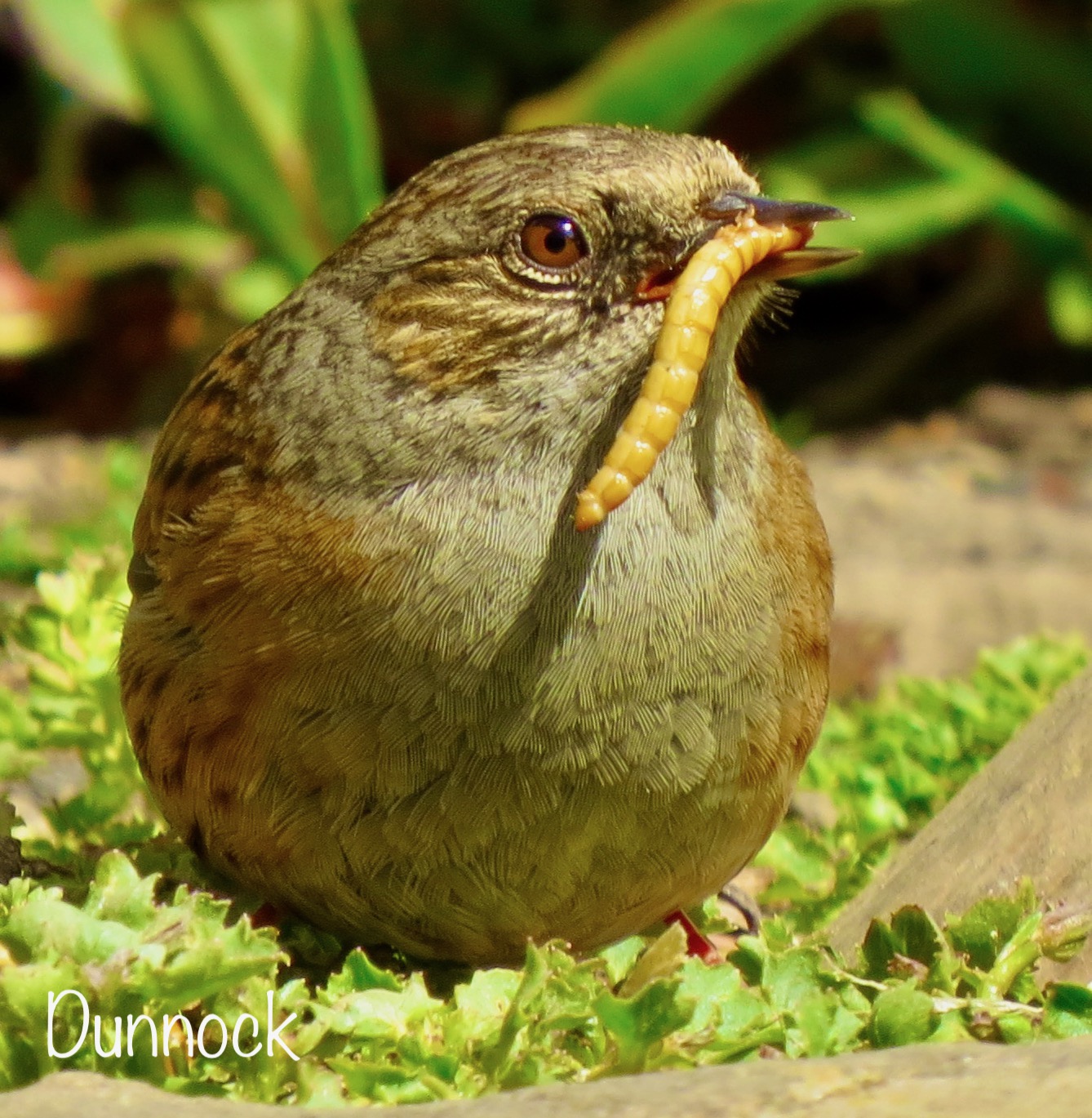Dunnock