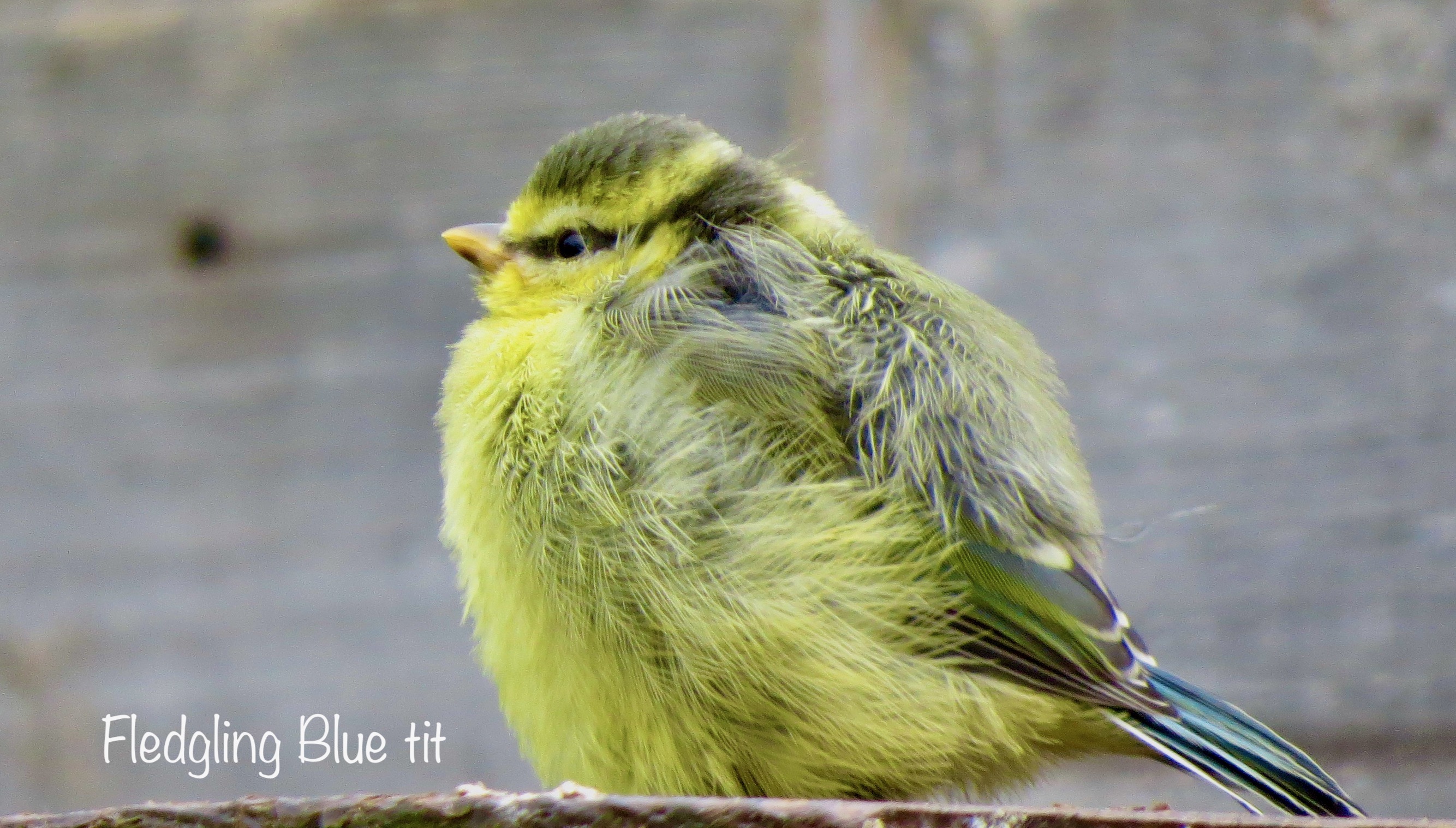 Fledgling Blue tit