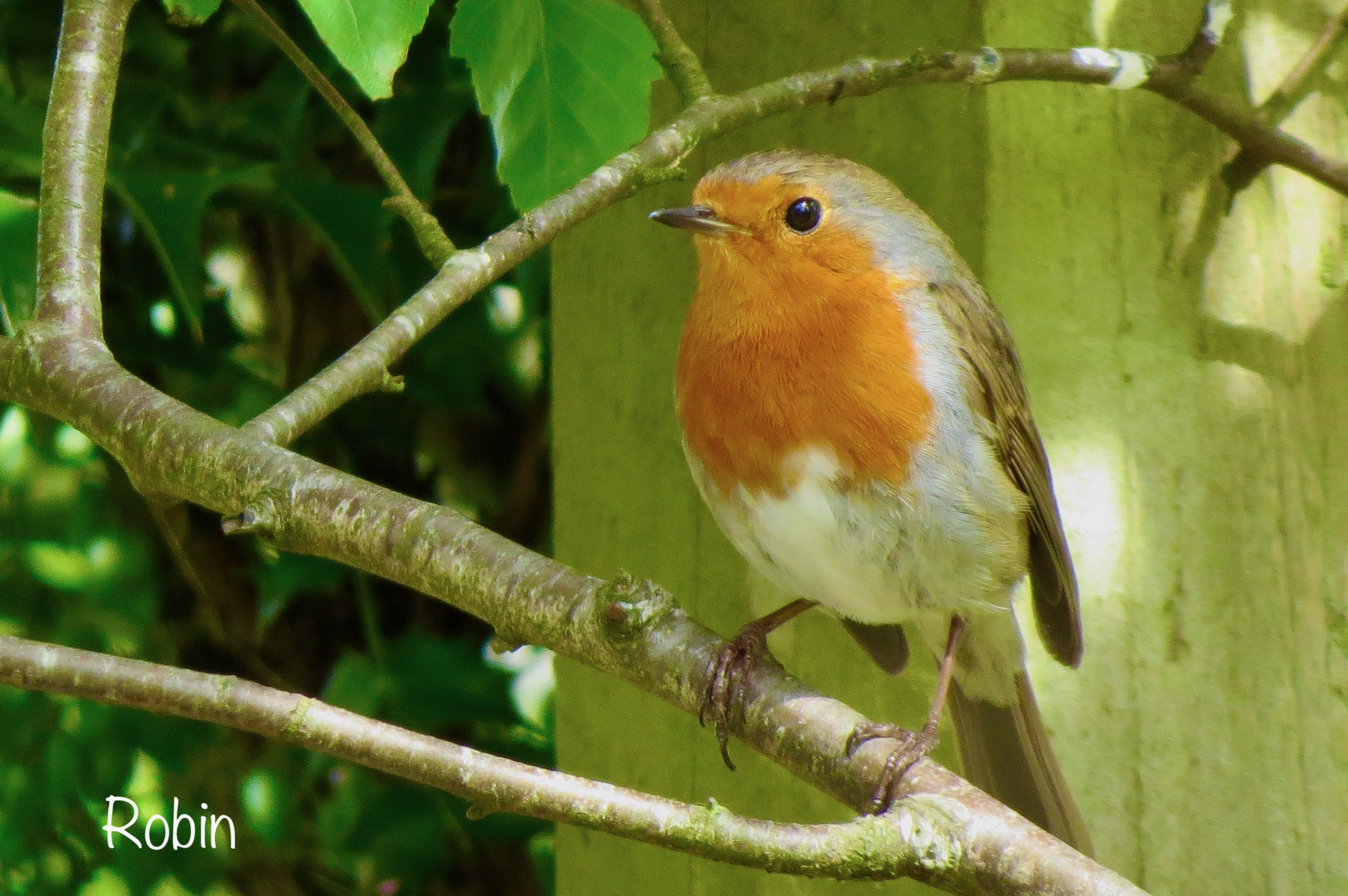 Robin