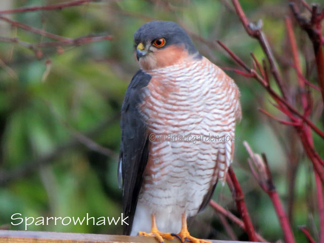Sparrowhawk