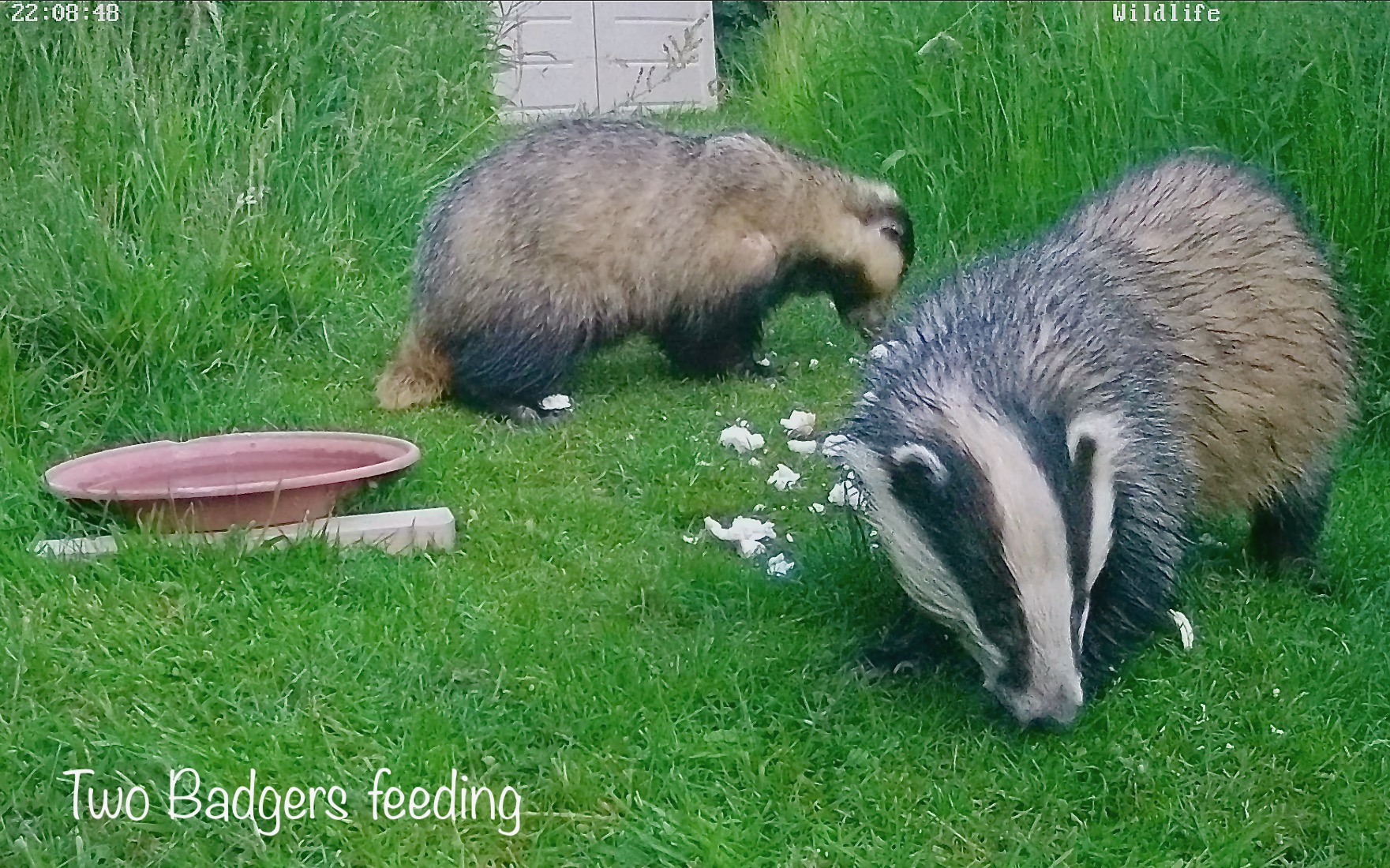 Two Badgers