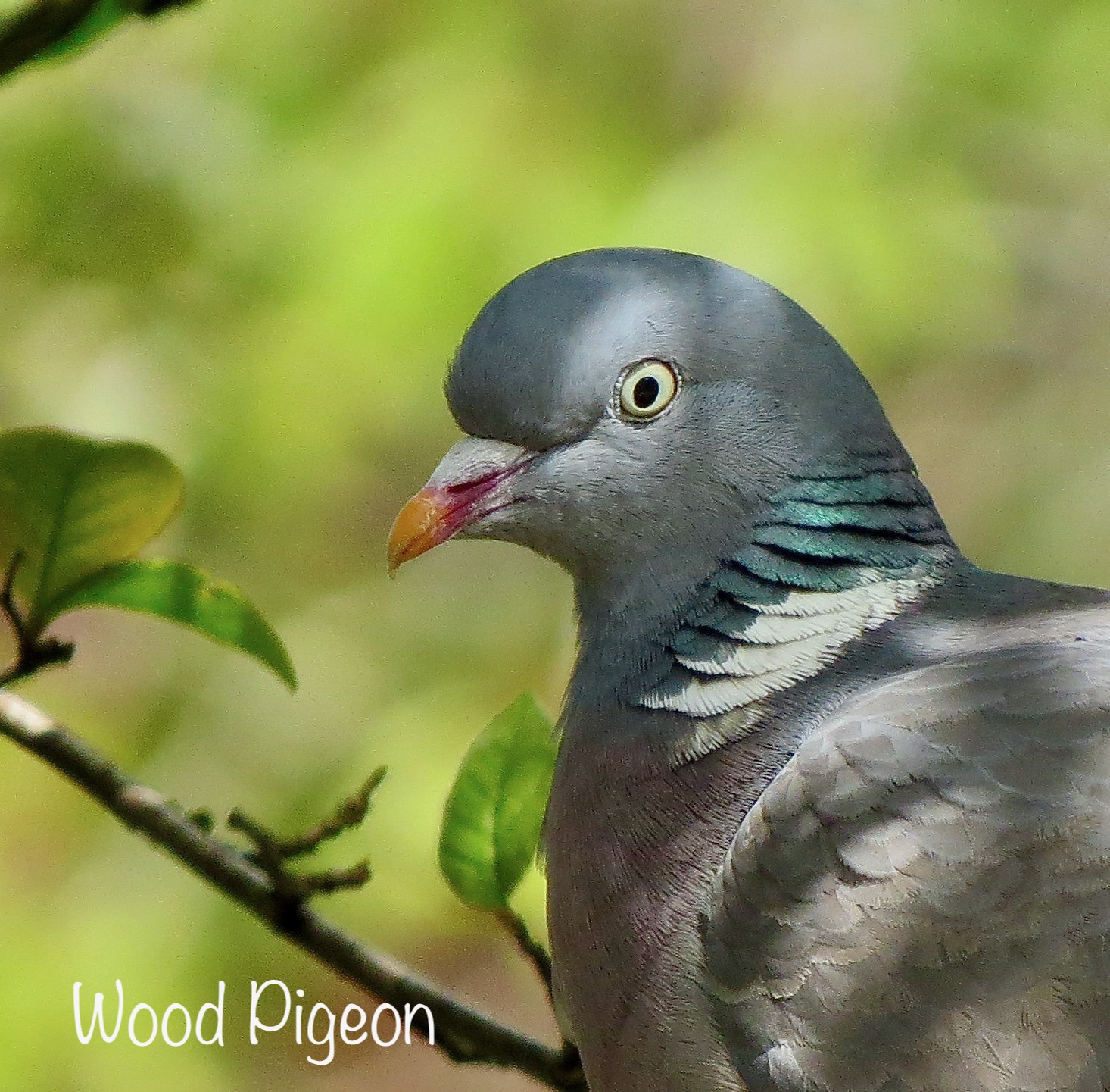 Wood Pigeon