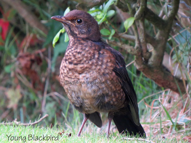 Young Blackbird